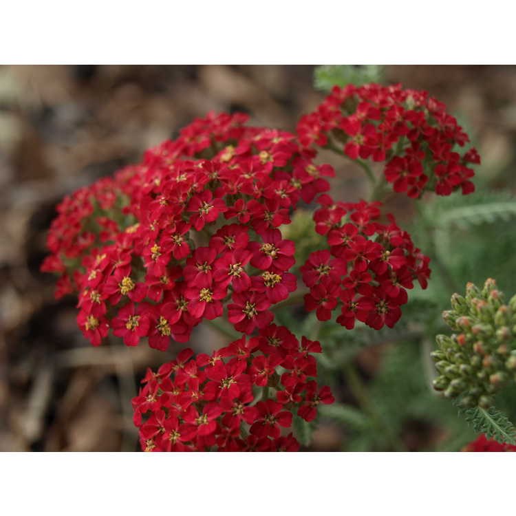 Paprika Yarrow